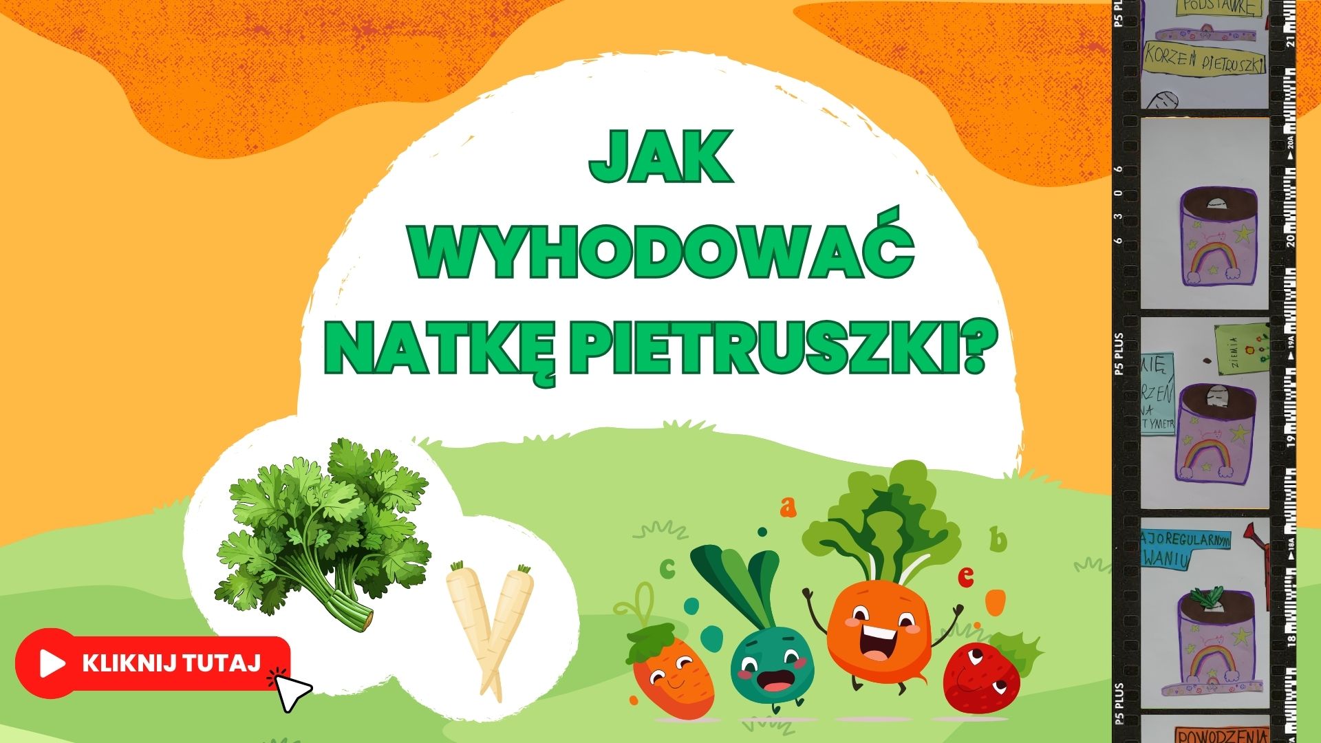Jak wyhodowac natke pietruszki